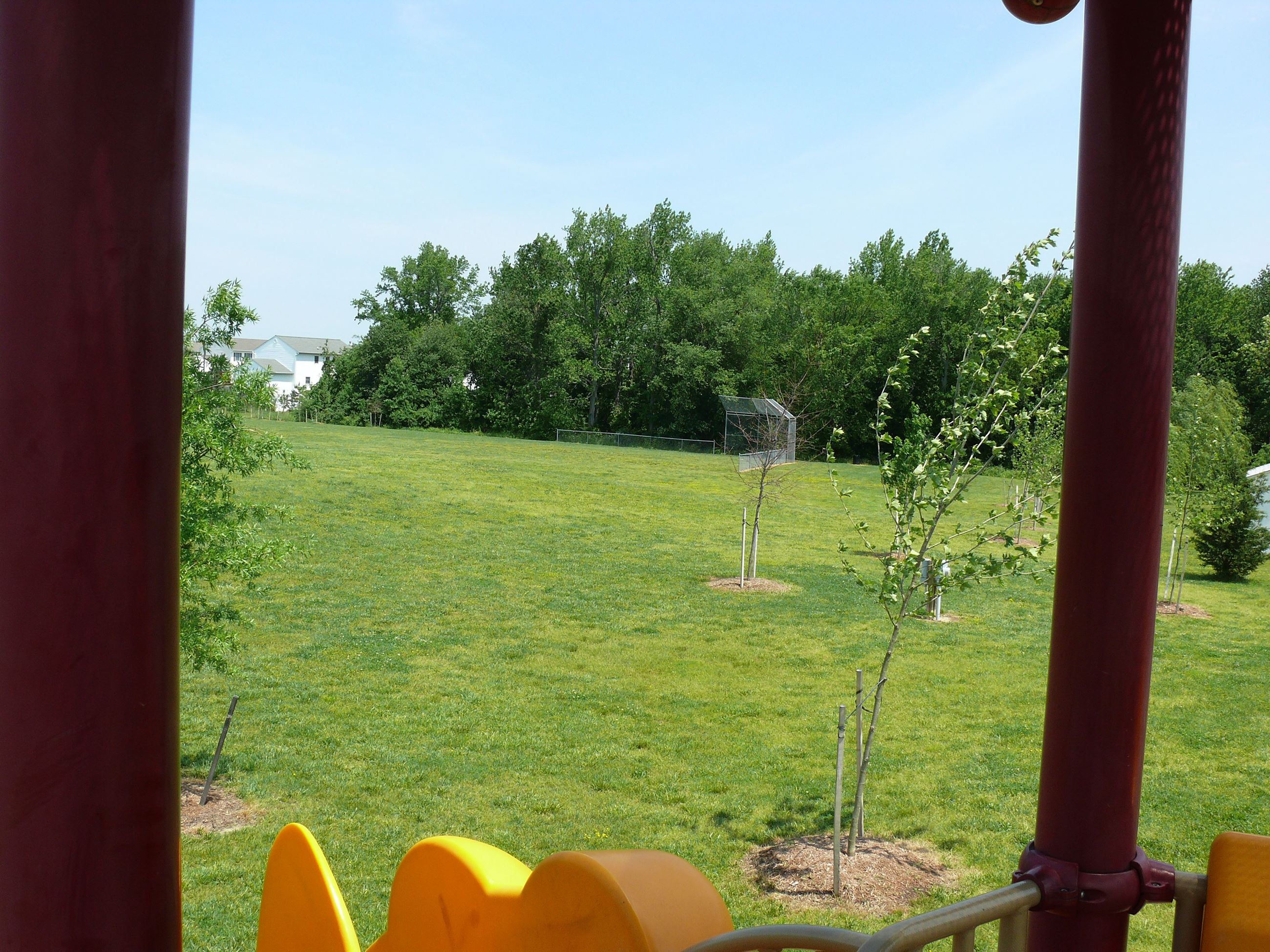 Newly Planted Trees in Mathhewson Park