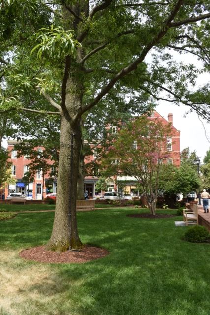 Large Shade Tree over the Park